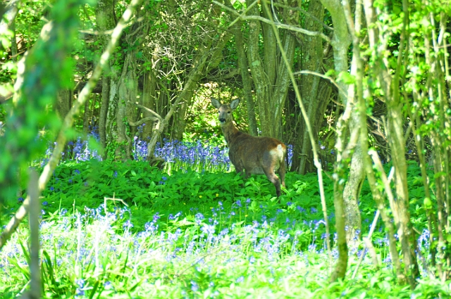 13 05 15_4046_edited-1.jpg - SIKA - ISLE OF PURBECK, DORSET